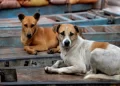 New pet rules coming soon; Sterilize Stray Canines in Bhubaneswar